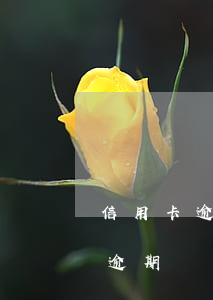 信用卡逾期沒那么多錢還怎么辦-欠信用卡逾期確實(shí)沒能力還怎么辦