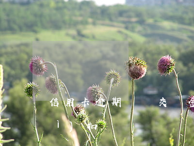 信用卡逾期沒錢交罰金(信用卡逾期會(huì)扣錢嗎)