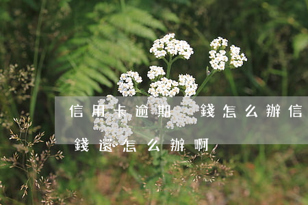信用卡逾期沒錢怎么辦(信用卡逾期確實沒有錢還怎么辦啊)