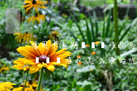 信用卡逾期沒錢還催收怎么催的(信用卡逾期沒錢還催收怎么催的呢)