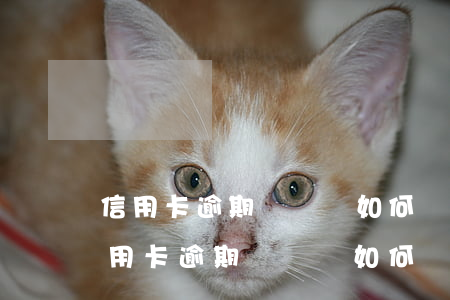 信用卡逾期沒錢還如何應(yīng)付(信用卡逾期沒錢還如何應(yīng)付)