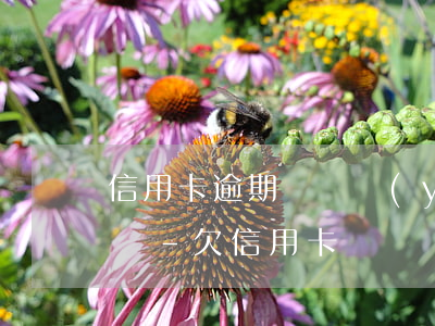 信用卡逾期沒錢養(yǎng)孩子該怎么辦-欠信用卡沒還對子女有影響嗎
