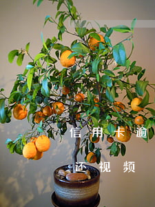 信用卡逾期没有还视频通话（信用卡逾期没有还视频）