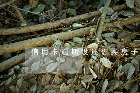 信用卡逾期没还想买房子