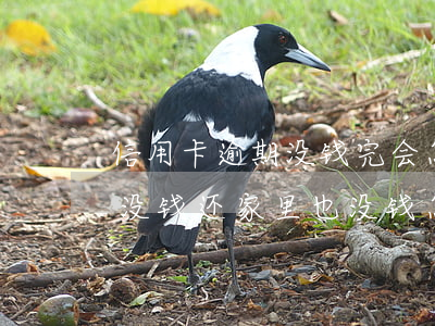 信用卡逾期没钱完会怎样(信用卡逾期真的是没钱还家里也没钱怎么办)