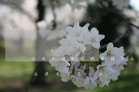 信用卡逾期没钱营销怎么办(我信用卡逾期无法使用了怎么办)