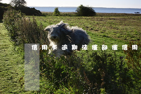 信用卡逾期法催部(催信用卡逾期的工作人員)