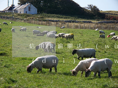 信用卡逾期法務(wù)團(tuán)隊(duì)(法務(wù)公司打電話信用卡逾期)