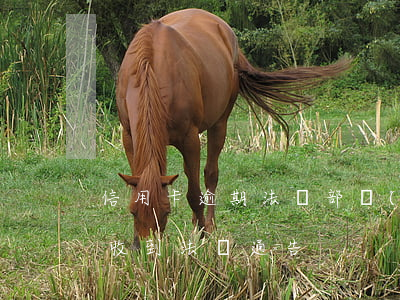 信用卡逾期法務部發(fā)彩信(欠信用卡收到法訴通告)