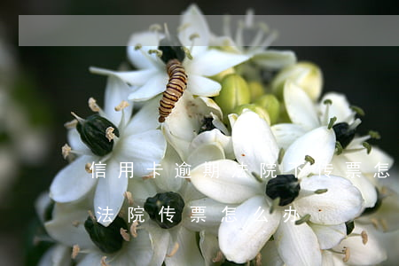 信用卡逾期法院下传票怎么办-欠信用卡被法院传票怎么办