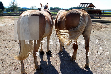 信用卡逾期法院傳12368短信(欠信用卡收到12368起訴短信)