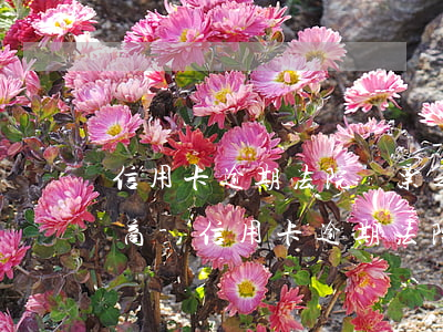 信用卡逾期法院傳票之后如何協(xié)商-信用卡逾期法院傳票之后如何協(xié)商還款