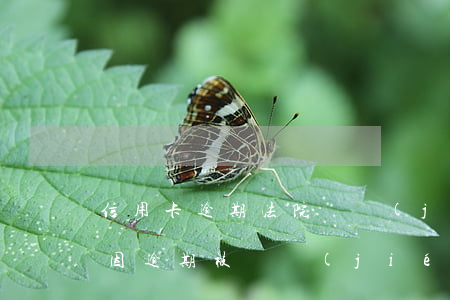 信用卡逾期法院凍結(jié)后果(信用卡因逾期被凍結(jié)可以解凍嗎)