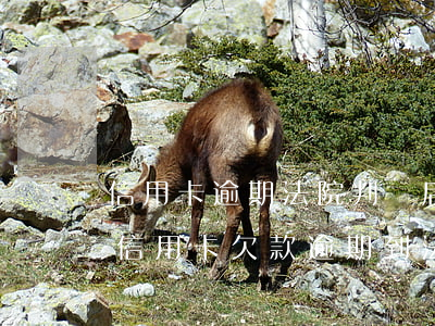 信用卡逾期法院判決后多久執(zhí)行(信用卡欠款逾期到法院判刑需要多久時間)