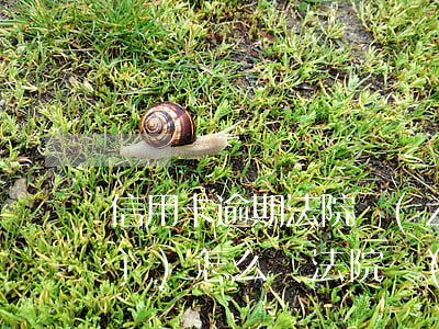 信用卡逾期法院執(zhí)行后會(huì)怎么樣(法院會(huì)受理信用卡逾期案件嗎)
