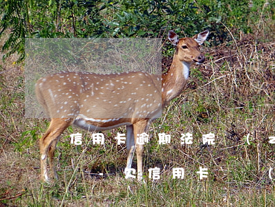 信用卡逾期法院執(zhí)行會影響愛人嗎-欠信用卡會執(zhí)行老婆的財產嗎