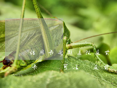 信用卡逾期法院庭前調(diào)解(信用卡糾紛可以開庭前調(diào)解嗎)