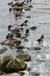 信用卡逾期法院會(huì)凍結(jié)夫妻另一方財(cái)產(chǎn)么-信用卡逾期法院會(huì)凍結(jié)夫妻另一方財(cái)產(chǎn)么嗎