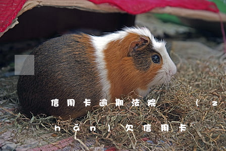 信用卡逾期法院會執(zhí)行房產(chǎn)(欠信用卡會強(qiáng)制執(zhí)行唯一房產(chǎn)嗎)