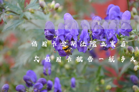 信用卡逾期法院立案后會(huì)抓人嗎(欠信用卡被告一般多久抓人)