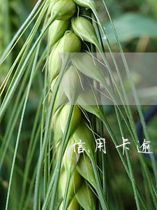 信用卡逾期法院裁定(法院不受理信用卡逾期)