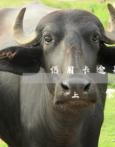 信用卡逾期法院要去家訪(信用卡逾期了銀行說上門家訪,簽字)