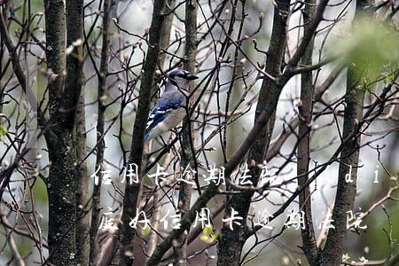 信用卡逾期法院調(diào)解好還是開庭好（信用卡逾期法院調(diào)解好還是開庭好）