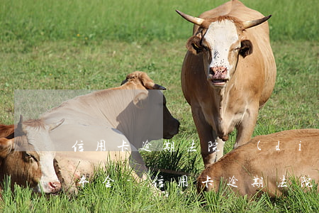 信用卡逾期法院調(diào)解如何只還本金-信用卡逾期法院調(diào)解如何只還本金呢
