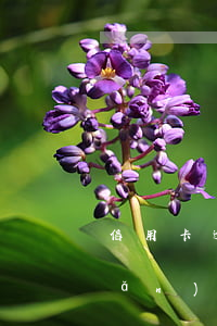 信用卡逾期法院變賣(mài)房產(chǎn)(欠信用卡轉(zhuǎn)移房產(chǎn))