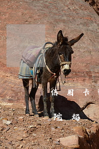 信用卡逾期法院起訴能坐車嗎(信用卡逾期法院起訴能坐車嗎)