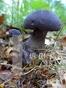信用卡逾期法院起訴通知真的格式