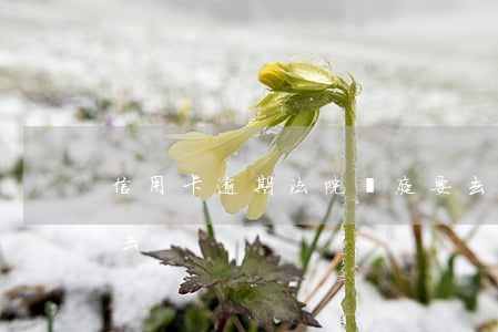 信用卡逾期法院開庭要去嗎(欠信用卡開庭沒去)