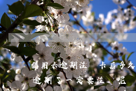 信用卡逾期注銷卡后多久信用(為什么信用卡逾期了一定要注銷呢)