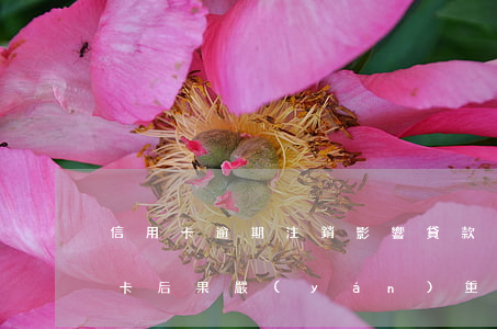 信用卡逾期注銷影響貸款嗎(逾期后注銷信用卡后果嚴(yán)重)