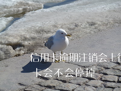 信用卡逾期注销会上征信吗(征信有逾期信用卡会不会停掉)