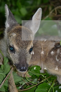 信用卡逾期派出所立案(信用卡逾期派出所立案之后怎么處理)