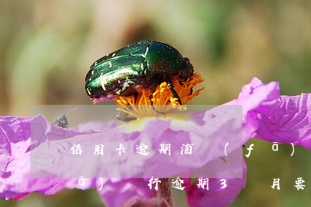 信用卡逾期浦發(fā)3萬多-浦發(fā)銀行逾期3個月要起訴我怎么辦