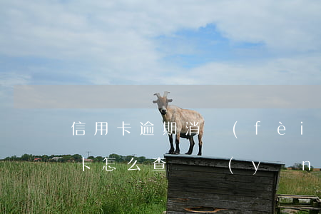 信用卡逾期消費(fèi)記錄 逾期的信用卡怎么查詢應(yīng)還賬款