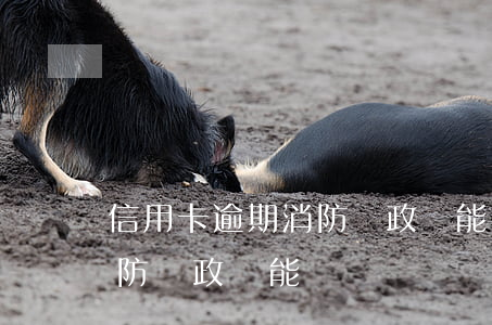 信用卡逾期消防員政審能過嗎 信用卡逾期消防員政審能過嗎