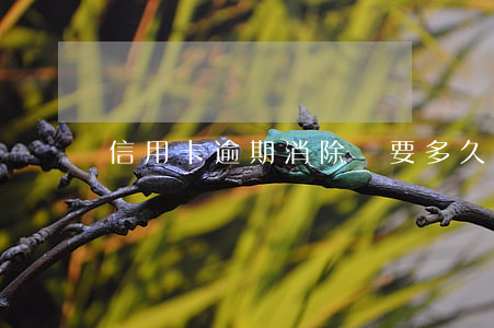 信用卡逾期 消除嗎要多久（信用卡逾期 消除嗎）