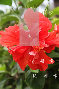 信用卡逾期涉及刑事责任吗(因刑事拘留导致信用卡逾期是否构成违约)