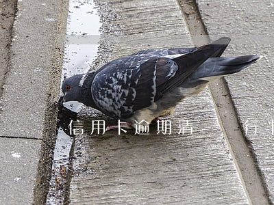 信用卡逾期清償(銀行卡信用卡逾期)