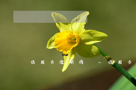 信用卡逾期清賬-信用卡逾期清賬