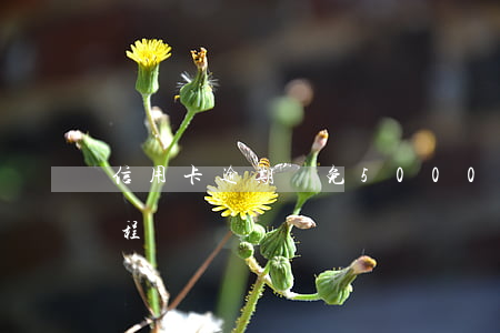 信用卡逾期減免5000(信用卡逾期減免流程)