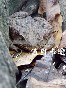信用卡逾期減免利息(信用卡逾期減免利息多長時(shí)間生效)