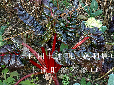 信用卡逾期減免利息申請(qǐng)(信用卡逾期能不能申請(qǐng)減免罰息)