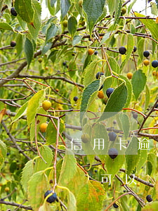 信用卡逾期減免需身份證嗎(信用卡逾期客服說可以減免,可信嗎)