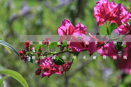信用卡逾期減動多久有結(jié)果(有逾期記錄信用卡會降額嗎)