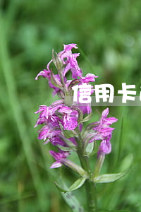 信用卡逾期減息申請書(信用卡 逾期 通知)