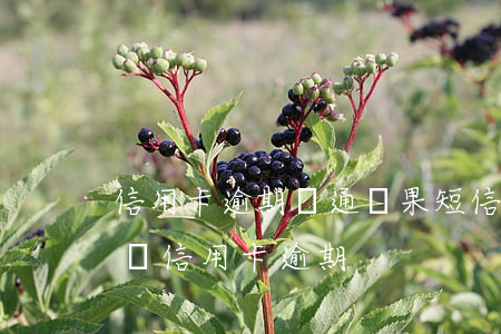 信用卡逾期溝通無果短信說要上門(收到短信說信用卡逾期)